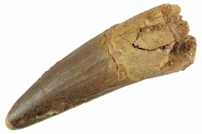 Fossil Spinosaurus Tooth - Feeding Worn Tooth #368125